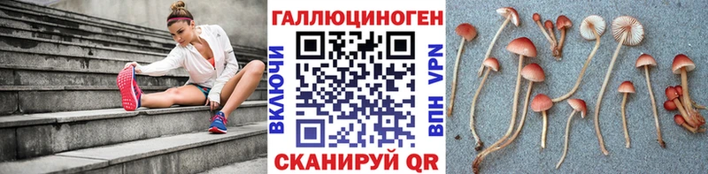 Псилоцибиновые грибы Psilocybine cubensis  Свирск 